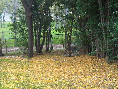 IMG00015-20091113-0732