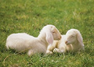 HumildadyMansedumbre